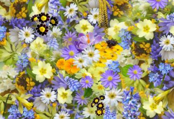 palettblad blomma