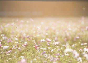 vackra blommor