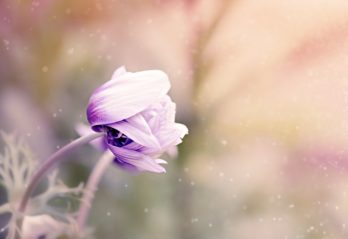 fina blommor