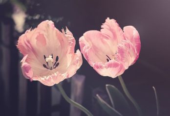 giftiga blommor