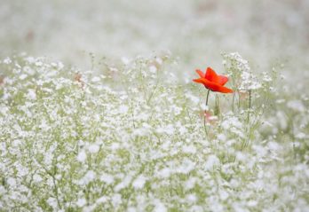 blommor i kruka ute inspiration